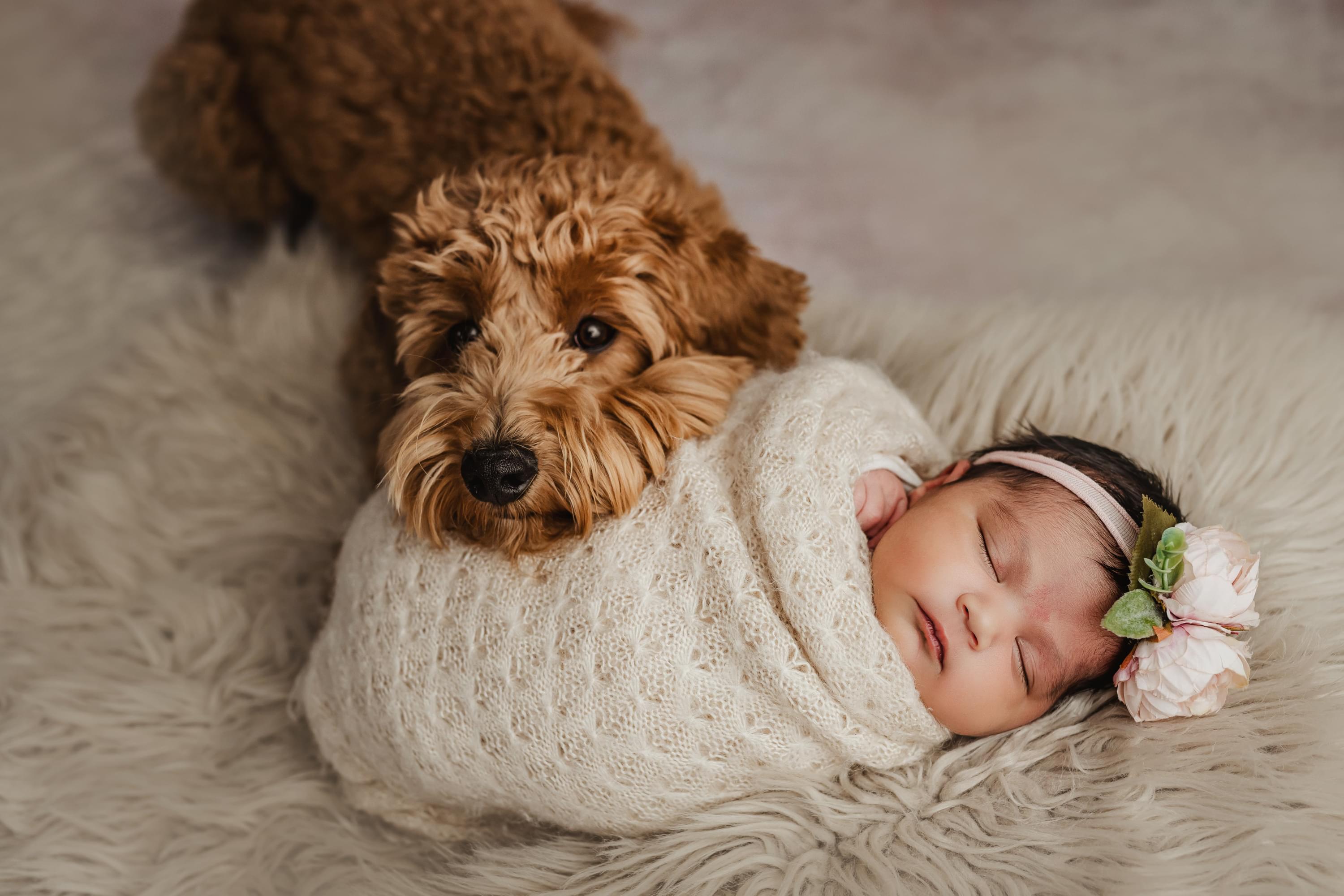 Newborn Photography Business Training
